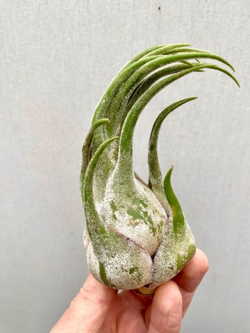 Tillandsia seleriana small 3