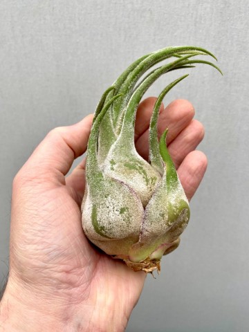 Tillandsia seleriana small 4