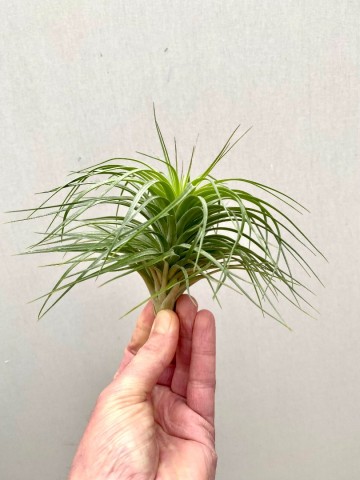 Tillandsia stricta large 4