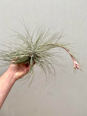 Tillandsia tectorum xxl showplant 2