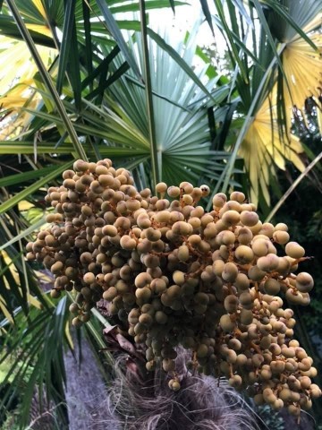 Trachycarpus fortunei variegata 0