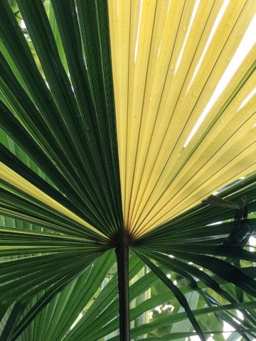 Trachycarpus fortunei variegata 1 0