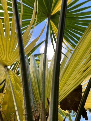 Trachycarpus fortunei variegata 2 0