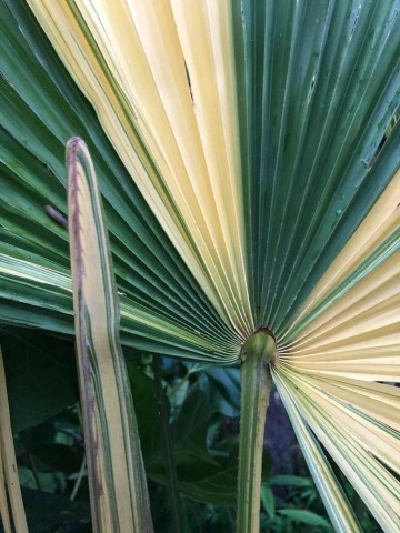 Trachycarpus fortunei variegata 4 0